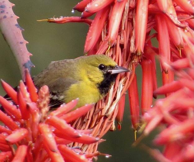 Orchard Oriole - hatch year male by Kaaren Perry is licensed under CC BY 2.0.